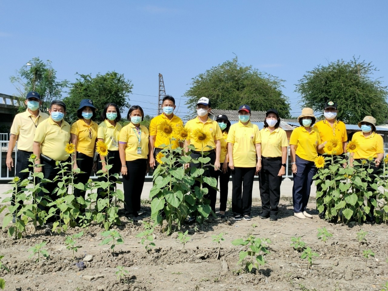 ดอนเมืองปรับพื้นที่ว่างให้เป็นสวนดอกทานตะวัน เพื่อเพิ่มพื้นที่สีเขียว