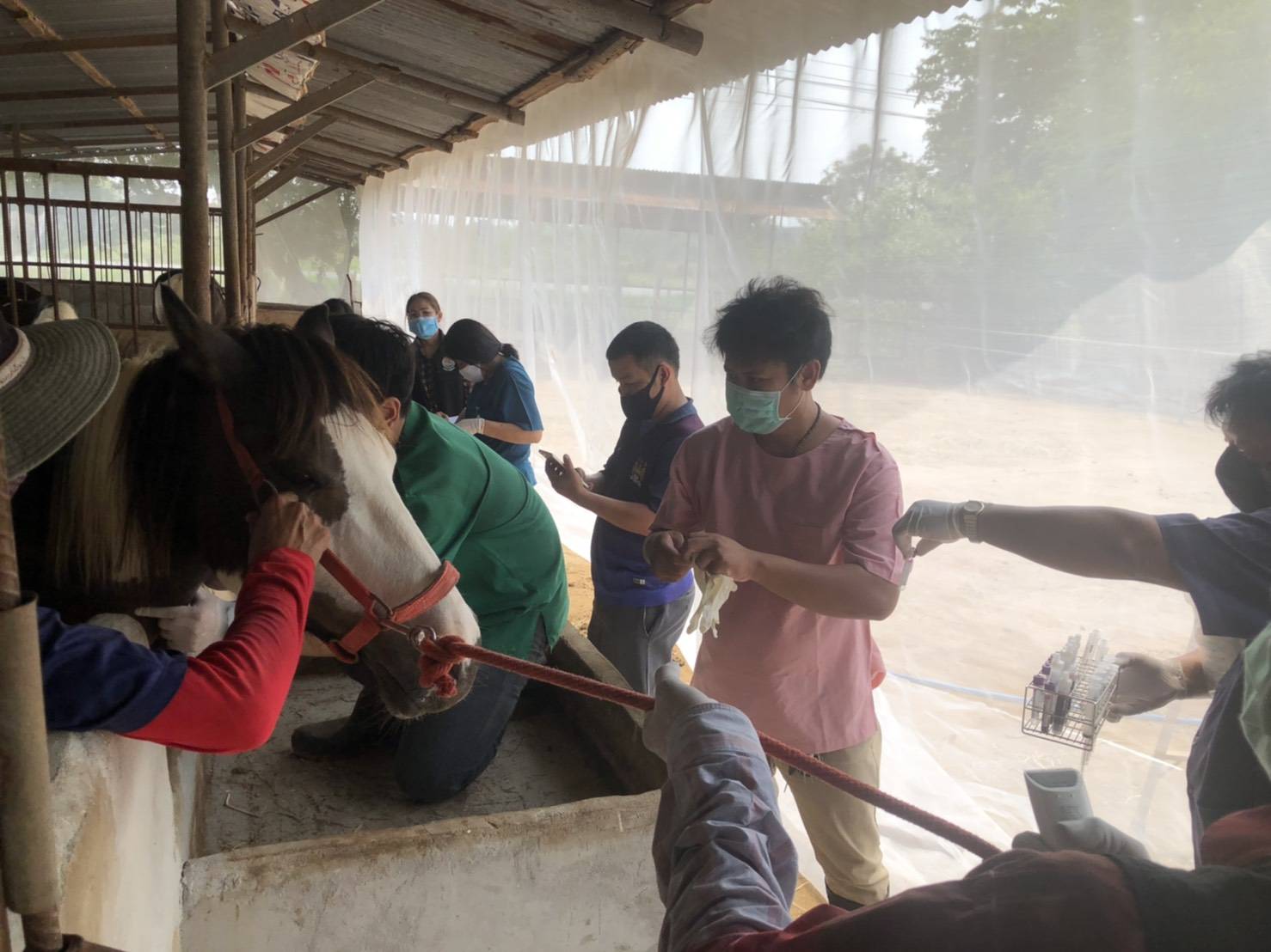 "ปศุสัตว์ลพบุรี" ล้อมกรอบป้องกันกาฬโรคแอฟริกาในม้า