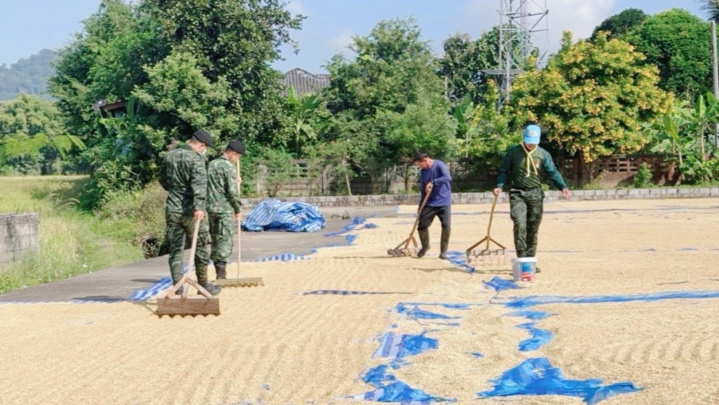 มทบ.37 จัดกำลังพลจิตอาสาพระราชทาน ช่วยเกษตรกรบ้านไร่ตากเมล็ดข้าวเก็บไว้บริโภค 