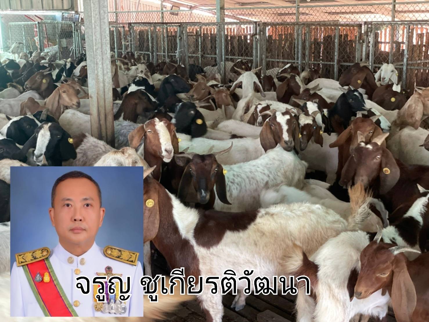 ปศุสัตว์ เร่งฉีด วัคซีนป้องกันโรคปากและเท้าเปื่อย เจาะเลือดแพะทดสอบโรคแท้งติดต่อ ในแพะ