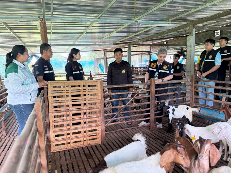ปศุสัตว์บุรีรัมย์จับมือ มรภ.สุรินทร์ ส่งนวัตกรรมสืบพันธุ์แพะแกะ ลดวันว่างท้อง เพิ่มผลผลิต สร้างรายได้เกษตรกร