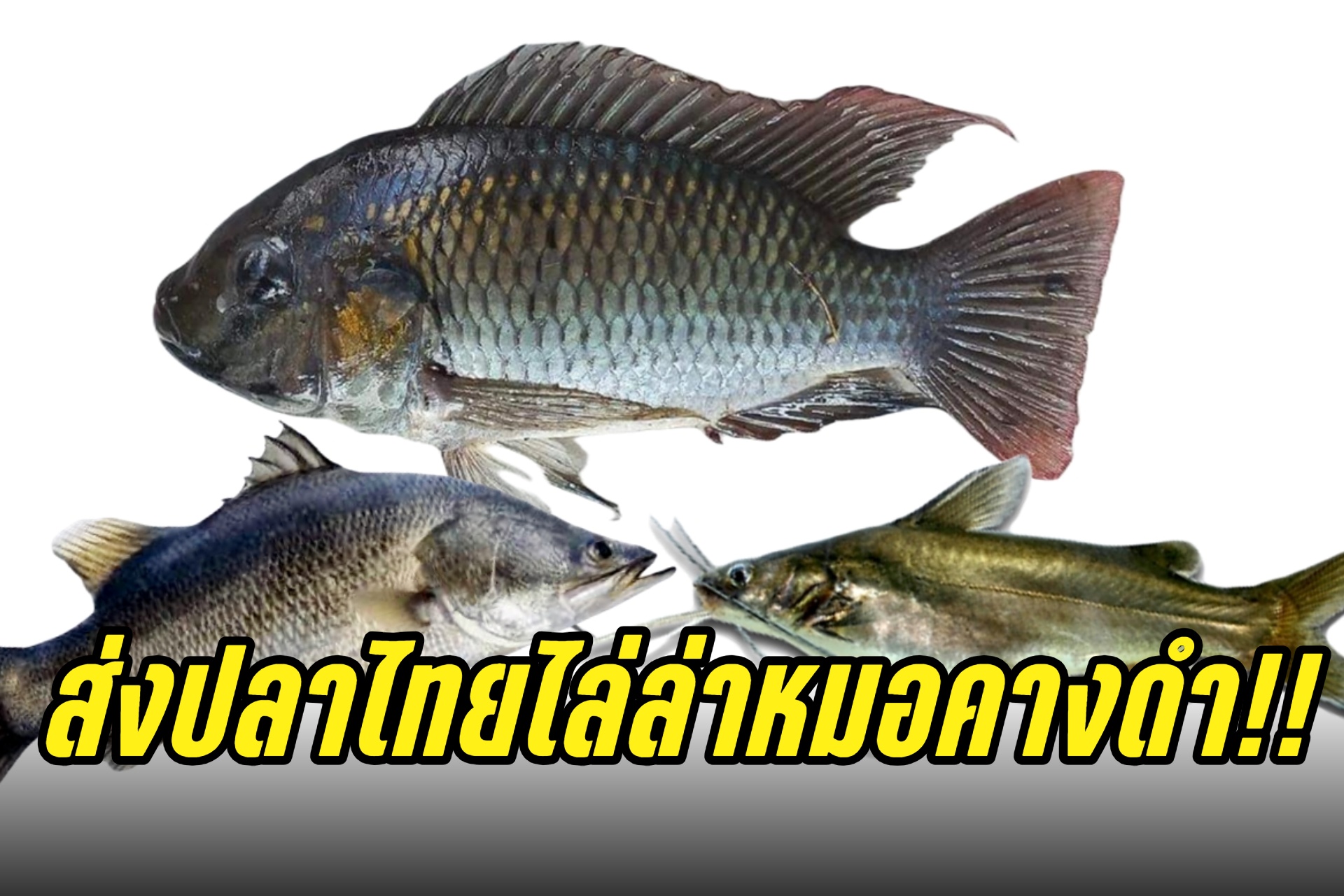กรมประมง ยันปล่อยปลานักล่า กินลูกปลาหมอคางดำ ช่วยควบคุมแบบชีววิธี 