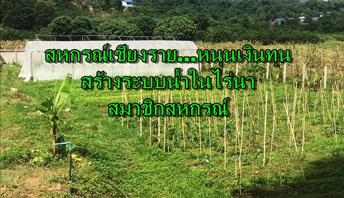 สหกรณ์เชียงราย หนุนเงินทุนสร้างระบบน้ำในไร่นาสมาชิกสหกรณ์ 