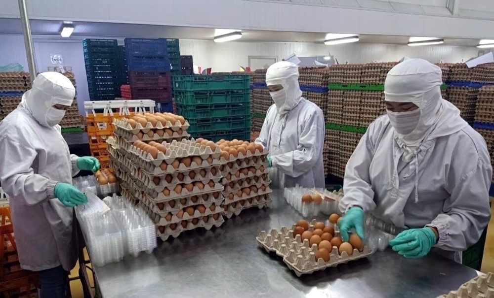 ปศุสัตว์แจงเหตุไข่ไก่ปรับขึ้นราคา ยันไข่ไก่มีเพียงพอต่อการบริโภค
