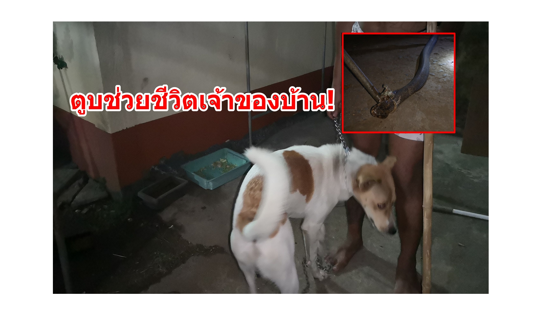 เจ้าตูบเห่าขู่ “2 งูเห่า” ตัวใหญ่เลื้อยเข้าบ้าน ซุกใต้เครื่องซักผ้าช่วยชีวิตเจ้าของบ้าน  