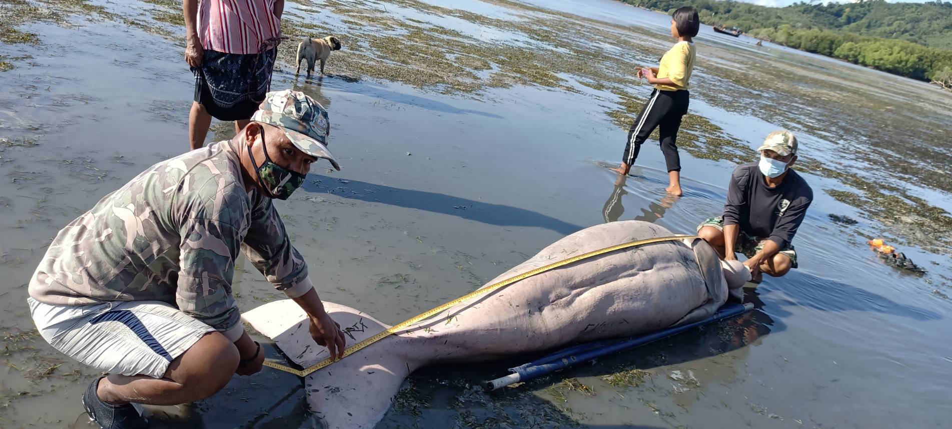 สลดทะเลตรัง!! "พะยูน"เพศเมียตายหลังขึ้นมากินหญ้าทะเลหลับลืมเกยตื้น