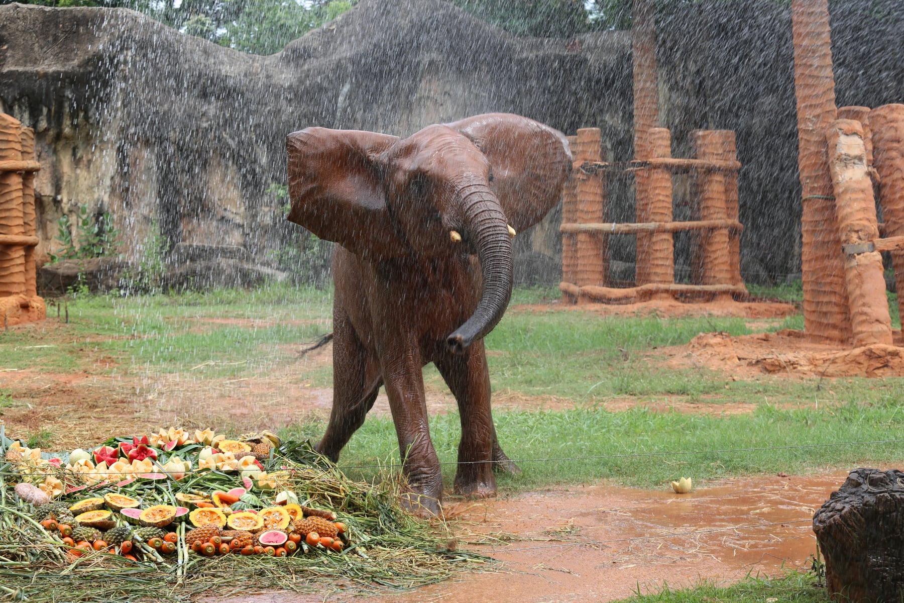 สวนสัตว์โคราชฉลอง 9 ปี “น้องสีมา” ลูกช้างแอฟริกาตัวเดียวไทย