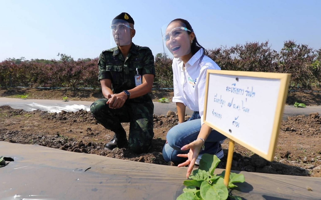 ชวนติดตาม การผลิตเมล็ดพันธุ์ผักพระราชทาน โครงการทหารพันธุ์ดี กรมทหารปืนใหญ่ที่ 9 ผ่านรายการ "เกษตรช่อง 5 พัฒนาชุมชน" 