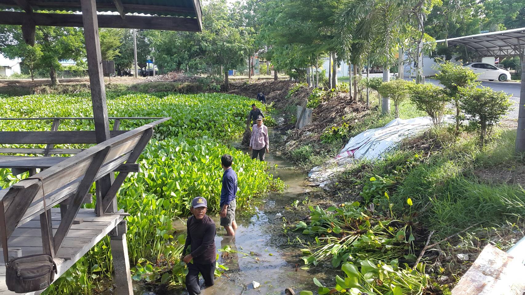 'องค์การบริหารส่วนตำบลโพธิ์เก้าต้น' กำจัดผักตบชวา 