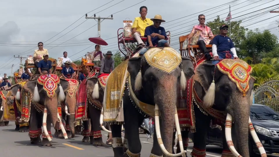 สุรินทร์จัดใหญ่ ขบวนช้างกว่า 30 เชือก แห่ถวายเทียนพรรษา สืบสานประเพณี ดึงนักท่องเที่ยวคึกคัก