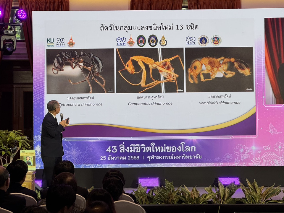 NSM โชว์ผลงานนักวิจัยไทยค้นพบ "มด 3 ชนิดใหม่ของโลก" ร่วมแถลง 43 สิ่งมีชีวิตใหม่ นามพระราชทาน