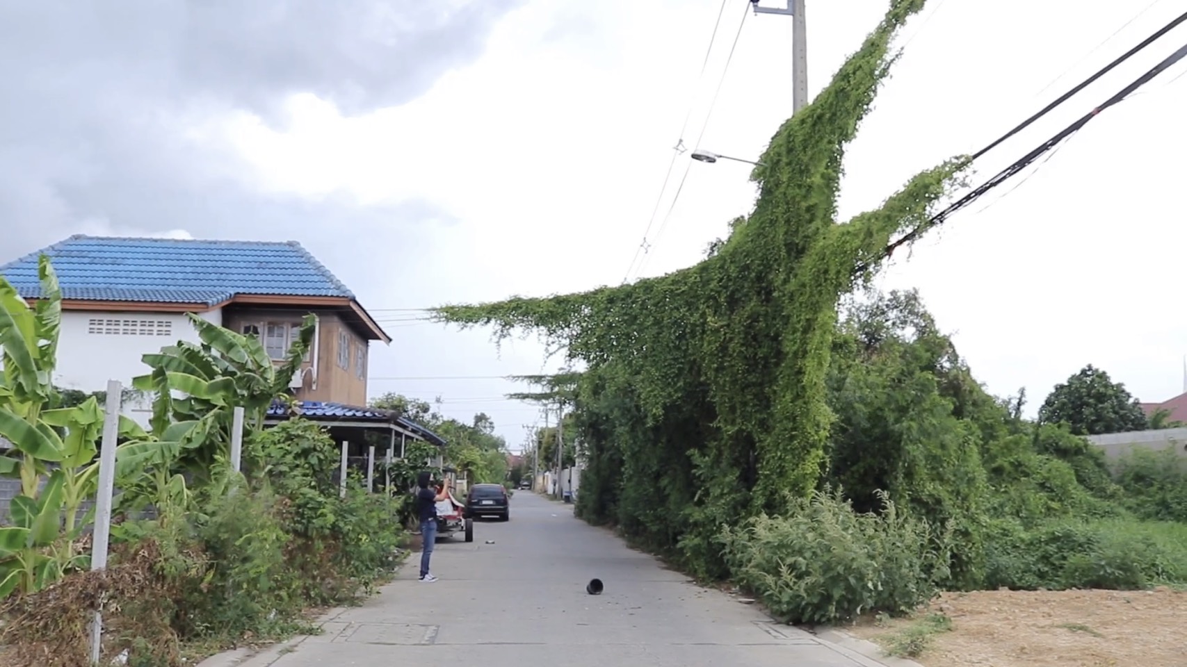 ไม้เลื้อยขึ้นพันเต็มสายไฟและสายเคเบิ้ลกว่า 1ปี​เต็ม​ งูเข้าบ้านเน็ตหลุดบ่อย