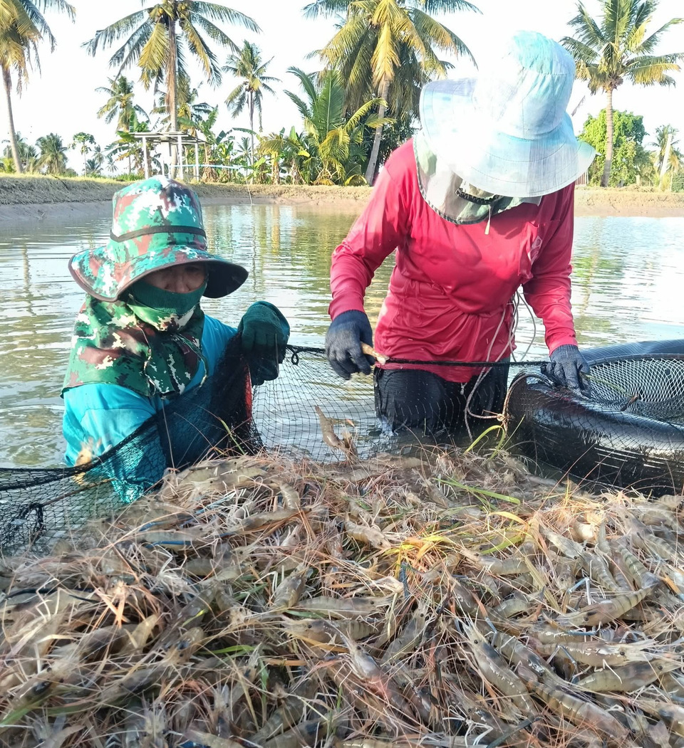 กาฬสินธุ์เปิดตลาดกุ้งก้ามกราม GI คึกคัก เงินสะพัดกลุ่มละ 10 ล้าน ระบายผลผลิตพ้นวิกฤต 