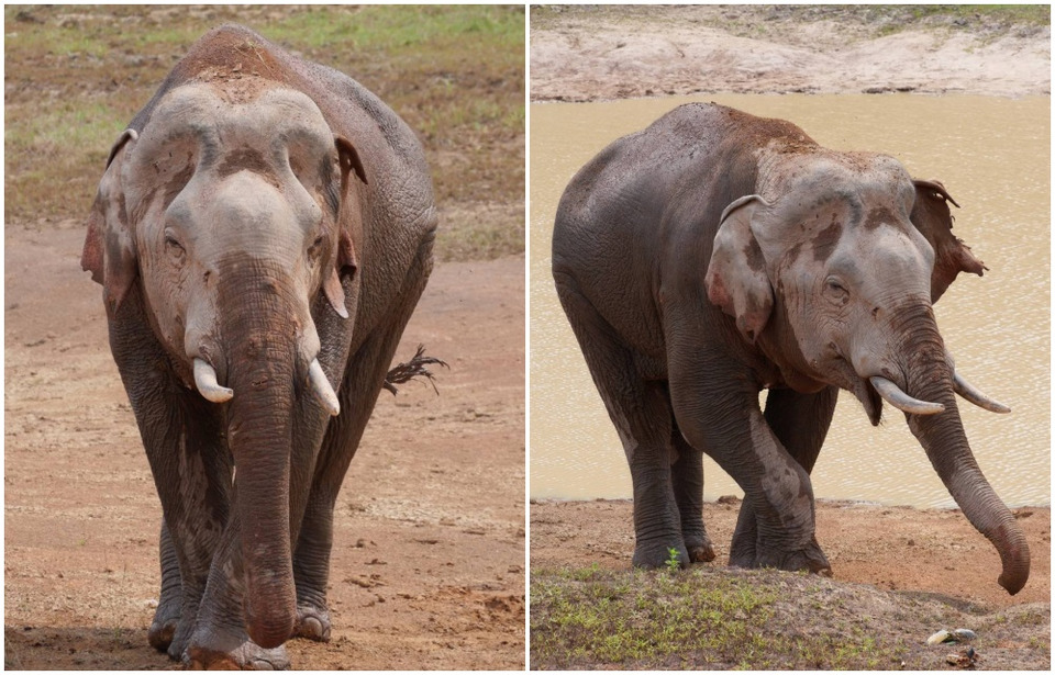 ช่วยด่วน! “พลายจ่าย่น” เจ็บสาหัส “หางขาด-หูแหว่ง” ทีมสัตวแพทย์เร่งยัดยาใส่กล้วยยื้อชีวิต