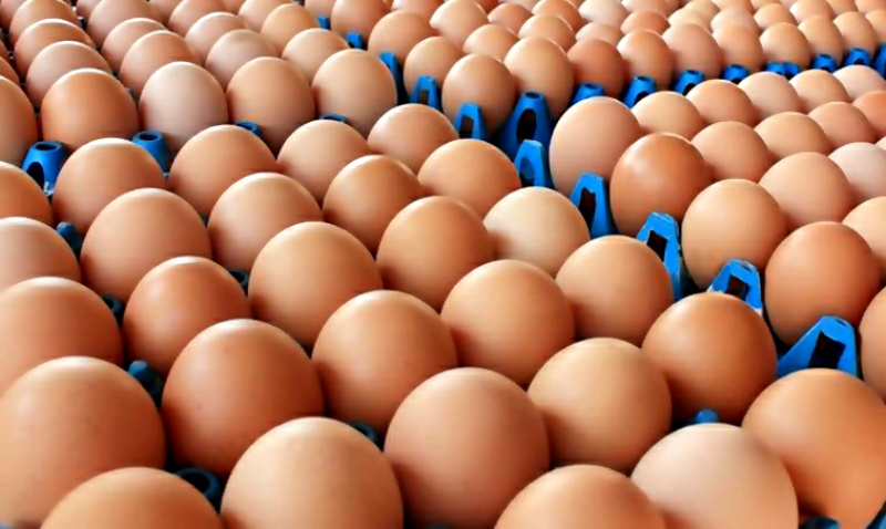 เกษตรกรเลี้ยงไก่ ครวญราคาไข่ไก่ถูก ต้นทุนวัตถุดิบอาหารสัตว์สูงซ้ำเติม