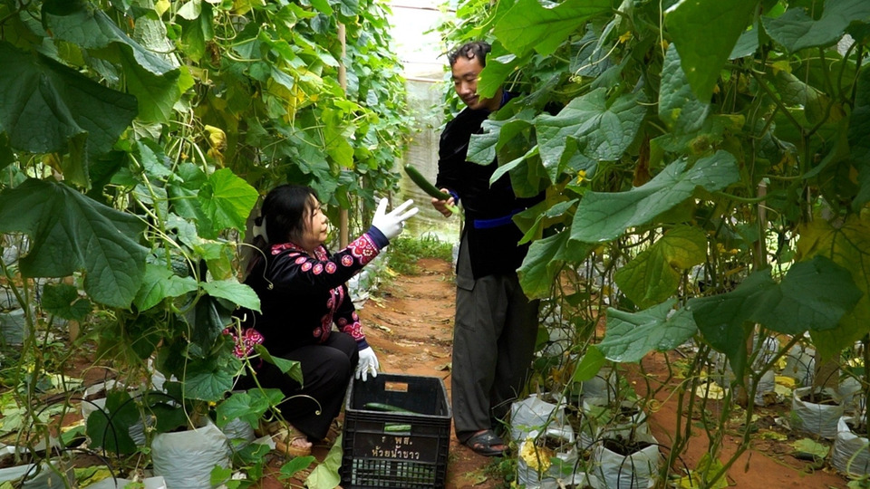 ห้วยน้ำขาวพลิกเกษตรสู่ “Smart Farm”ยกระดับการผลิต สร้างรายได้ พัฒนาอาชีพชุมชนบนพื้นที่สูงยั่งยืน  
