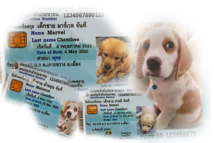  ฮือฮา!โซเชียลแห่แชร์บัตรประจำตัวเจ้าตูบสุดน่ารัก