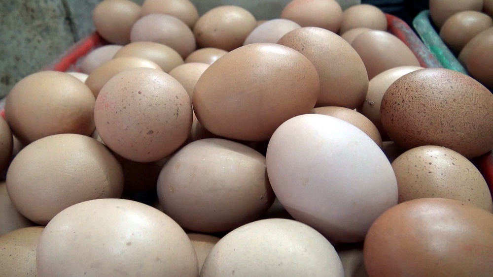 เสถียรภาพราคาไข่ไก่ : ความหวัง  โอกาสและอนาคตของเกษตรกร
