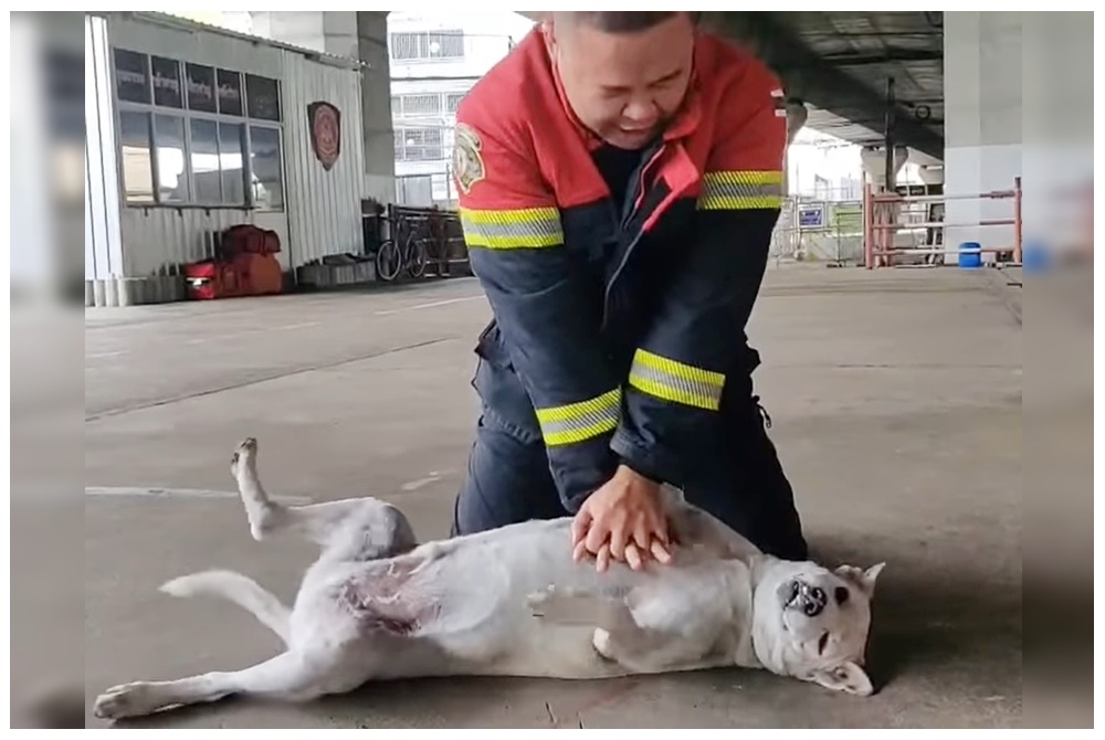 ชาวเน็ตแชร์! "เจ้าตูบ" เล่นใหญ่ร่วมสาธิตการทำ CPR