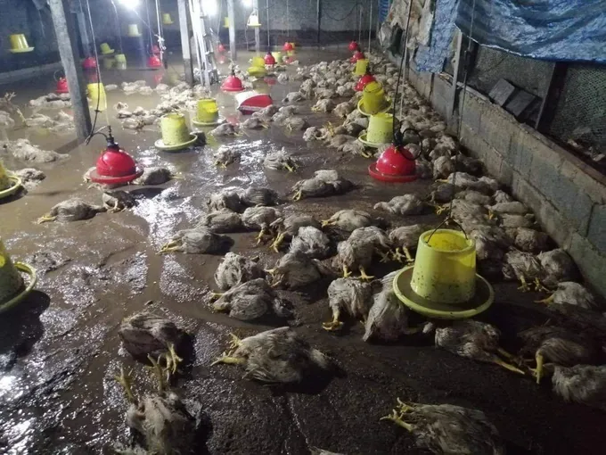 ยะลาอ่วม! น้ำป่าหลากท่วมหลายพื้นที่ - ต.ลำพะยา ไก่ตายทั้งฟาร์ม
