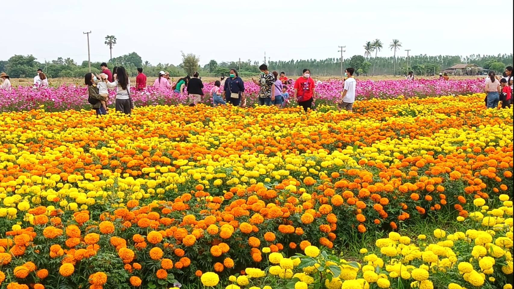 สระบุรี งดงามตระการตาชมทุ่งดอกคอสมอส ดอกดาวเรือง บานสะพรั่งทั่วท้องทุ่ง 