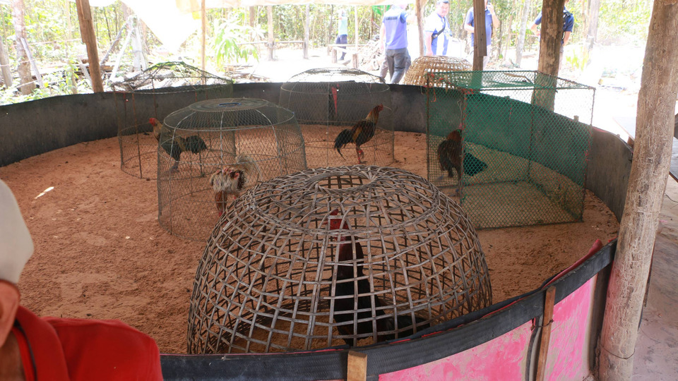 ปกครองหนองคายบุกจับวงพนันไก่ชน รวบนักพนัน 18 ราย ยึดไก่ชน–สังเวียนตีไก่เพียบ 