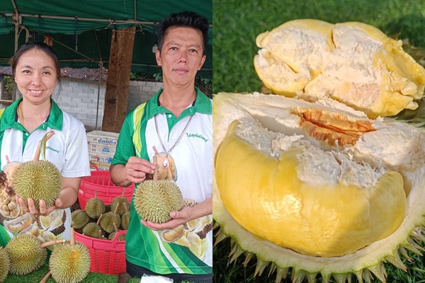 พังงา ออกสู่ตลาดแล้ว สาลิกา ราชาทุเรียนบ้านเบอร์ 1 ของภาคใต้ จีไอของแท้ ต้องที่อำเภอกะปง 