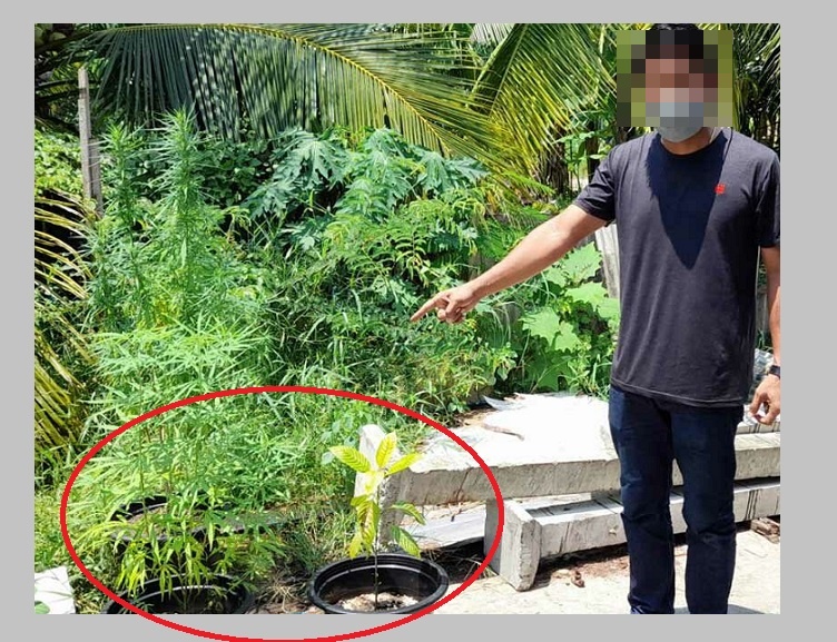 หนุ่มครวญ!!คนร้ายฉกต้นกัญชาที่ปลูกเชื่อคนใกล้ตัววอนตร.เร่งจับด้วย