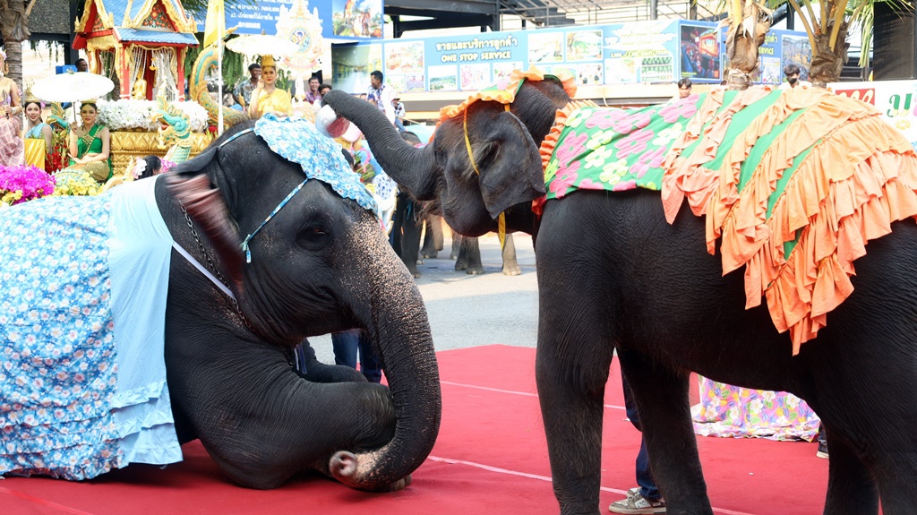 มหาสงกรานต์ ดอกไม้บาน ที่สวนนงนุช ลูกช้างโชว์ความน่ารัก รดน้ำดำหัวแม่ช้าง ในเทศกาลสงกรานต์