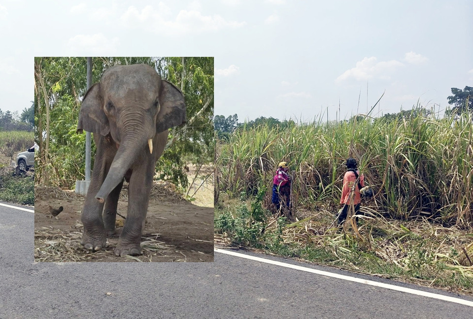 บุรีรัมย์น้ำใจงาม! เปิดไร่อ้อย 8 ไร่ให้ควาญช้างตัดฟรี ลดภาระช่วงน้ำมันแพง
