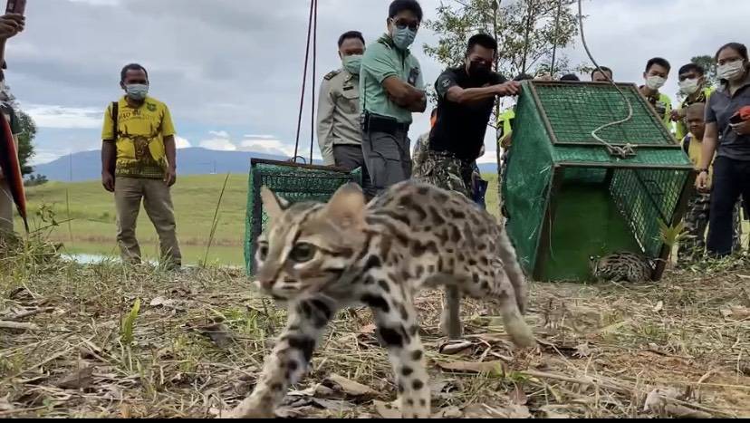 ปล่อยแมวดาว-ชะมด คืนสู่ป่าธรรมชาติอุทยานแห่งชาติเขาใหญ่
