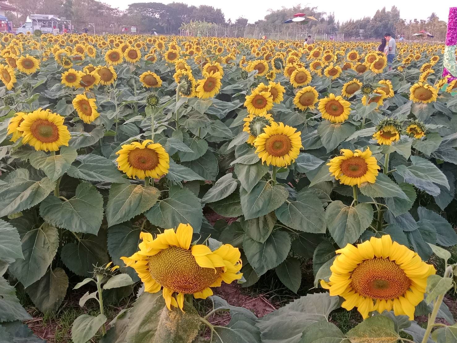  ทุ่งดอกทานตะวันยักษ์หาดคำเริ่มบานสะพรั่งเต็มท้องทุ่งนทท.ทยอยมาเก็บภาพความสวยงาม