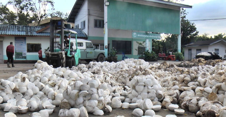 ชาวบ้านกรวดผวาปะทะรอบสอง! แห่นำยางพาราขายวันละ 20–30 ตัน หาเงินสำรองอพยพ