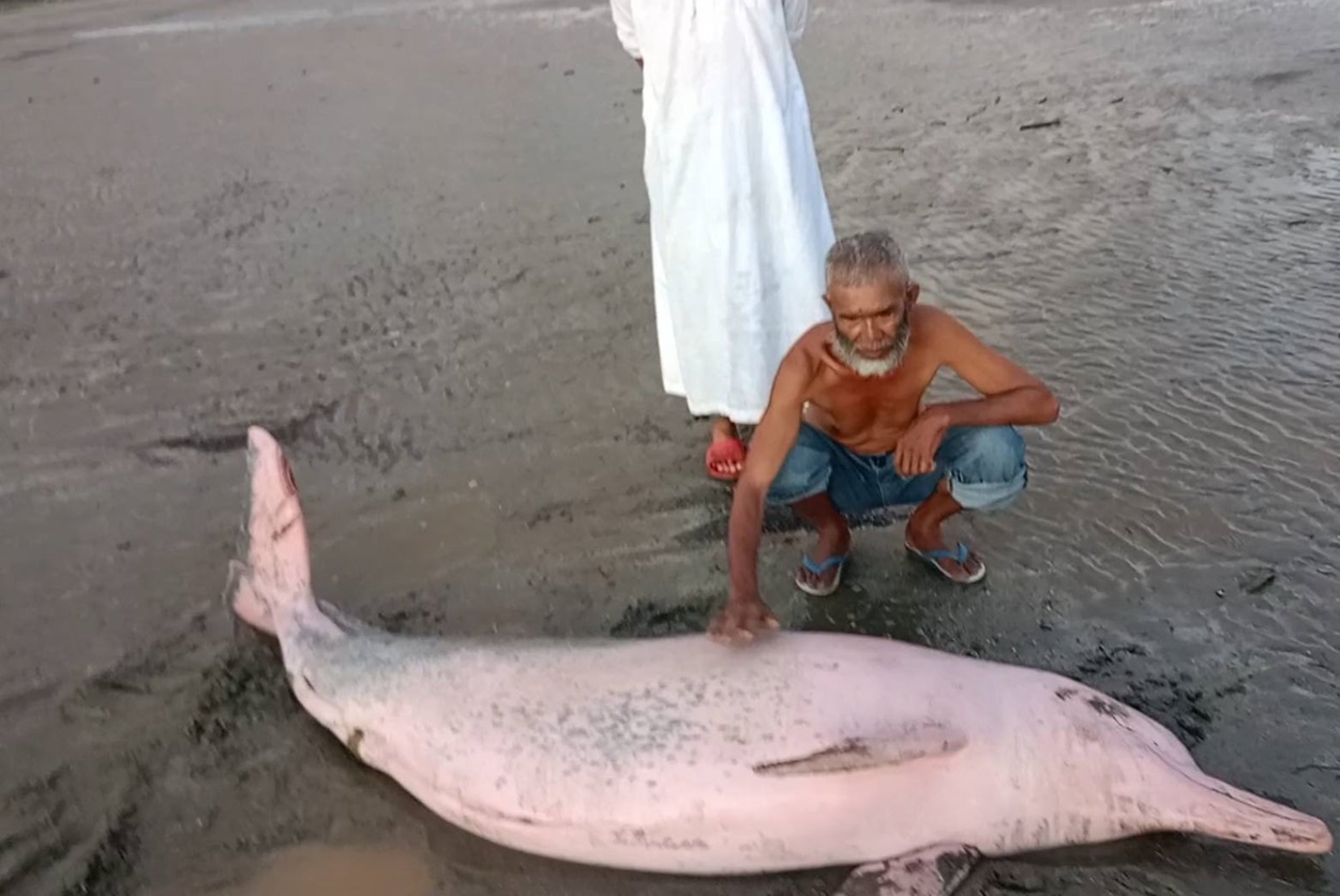 นาทีชีวิต'น้องโลมาสีชมพู'รอดหวุดหวิดหลังเกยหาดบ้านบูโบยจากคลื่นลมแรง 