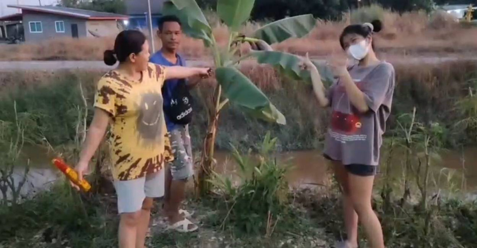 คอหวยห้ามพลาด! กล้วยน้ำว้าต้นเตี้ยออกลูกก่อนวัย ชาวบ้านจุดธูปได้เลข 589
