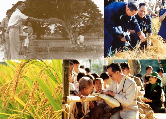 “ในหลวงร.9” กับ ข้าวไทย “มรภ.สงขลา” สืบสานพระราชปณิธาน อนุรักษ์วิถีข้าวนาดำ สานวัฒนธรรมข้าวใต้