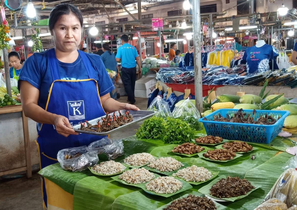 คึกคัก! นครพนม "ไข่มดแดง-จักจั่น" ราคาพุ่งกิโลละพัน หลังเจอพายุฤดูร้อน