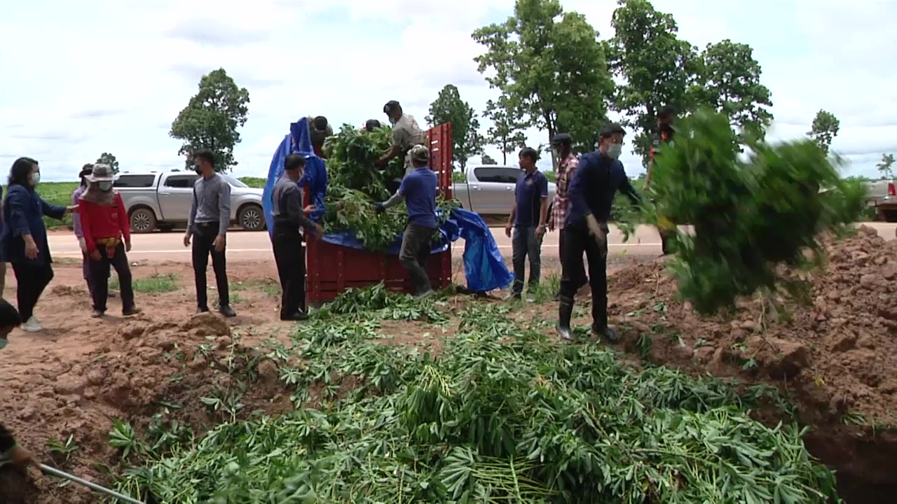  พบโรคใบด่างต้นมันสำปะหลังที่อุดร เตือนเกษตรกรเมื่อเจออาการผิดปกติให้ถอนทิ้ง