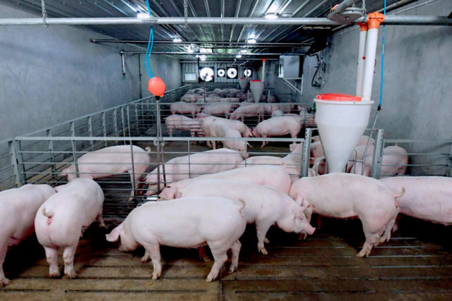 ขึ้นต่อเนื่อง "หมูหน้าฟาร์ม" จ่อขึ้น 2 บาท/กก. "ไข่เป็ด" ขึ้นอีก 20 สต. (เริ่ม 14 ก.ค.) โอดต้นทุนอาหารสัตว์ยังสูง
