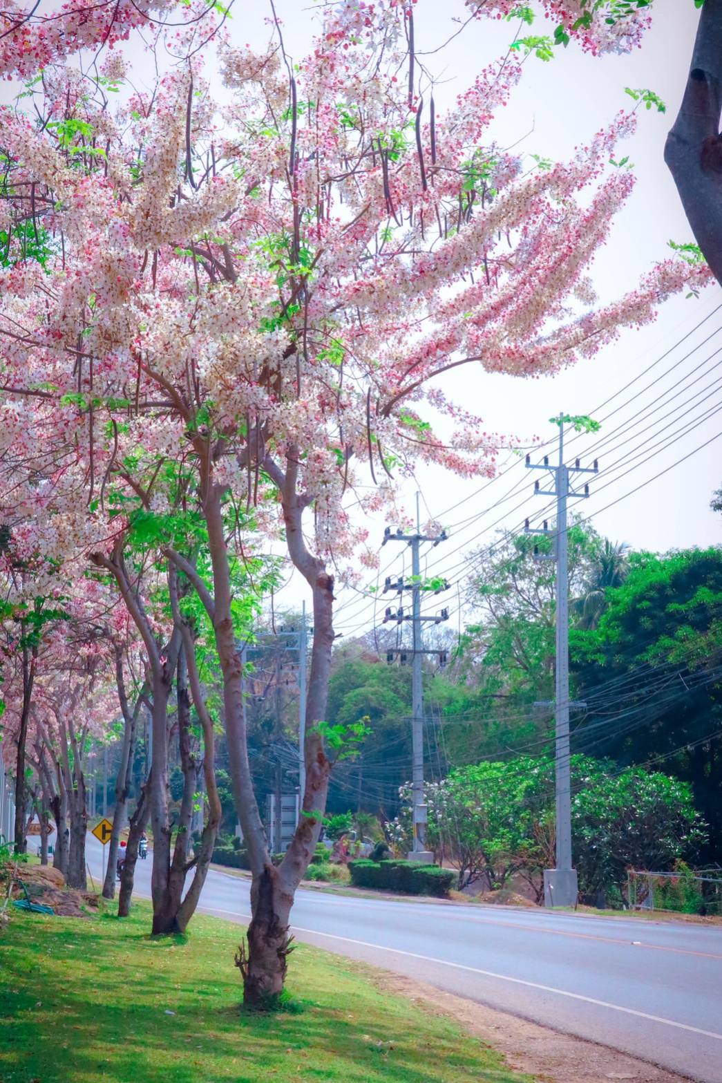 ซากุระที่เมืองไทยจ.ตาก​ ฟินๆกับท่องเที่ยวถ่ายรูปฟีลเกาหลีเกาใจ ได้ที่เขื่อนภูมิพล