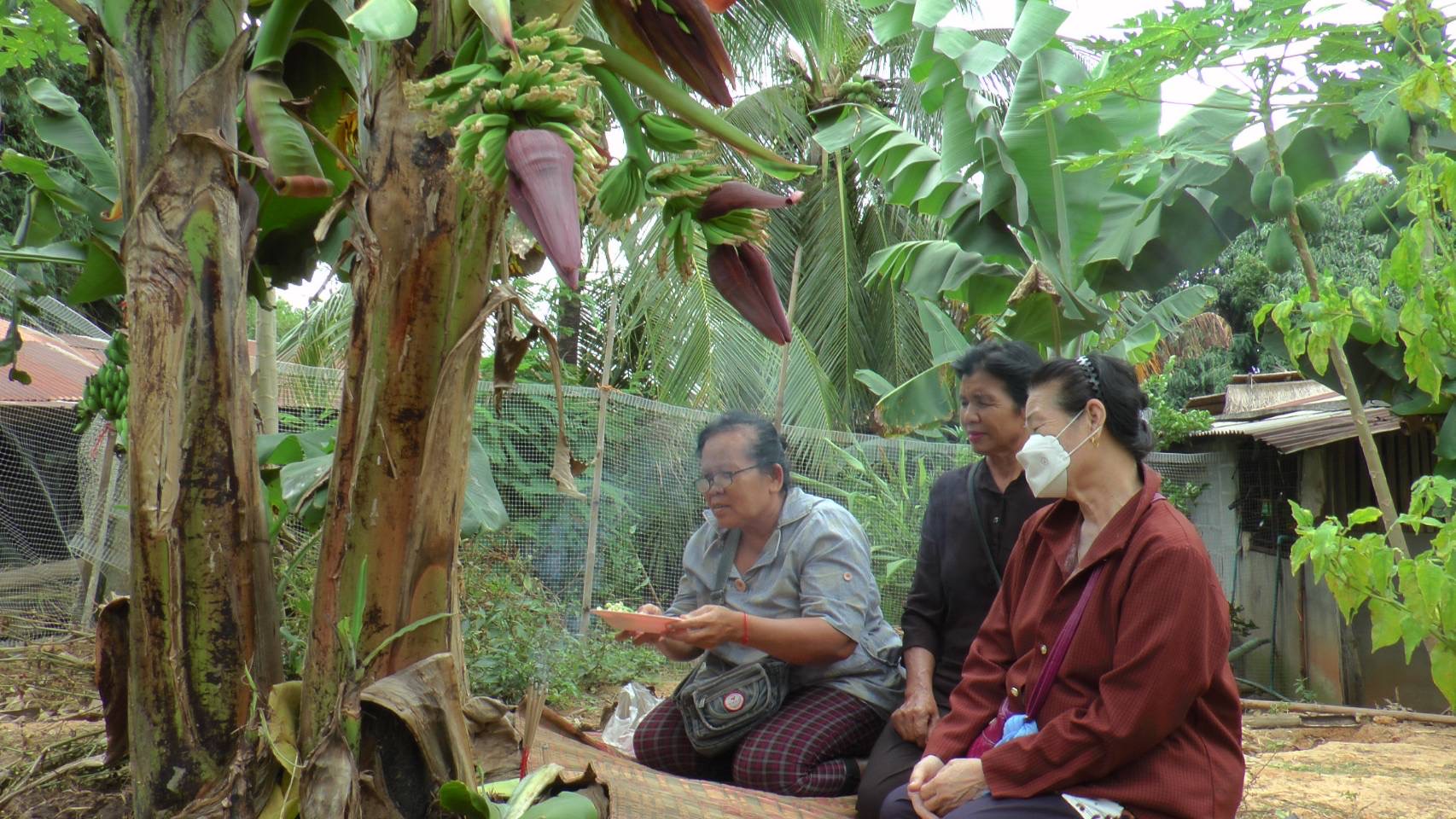 นักเสี่ยงโชคยโสธร จุดธูปเทียนขอเลขเด็ดต้นกล้วย 4 เครือ 10 หวี ที่เลิงนกทา
