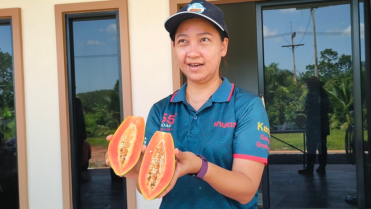 มะละกอเรดเลดี้  เปลี่ยนชีวิตเกษตรกรสวนยางพาราสตูล