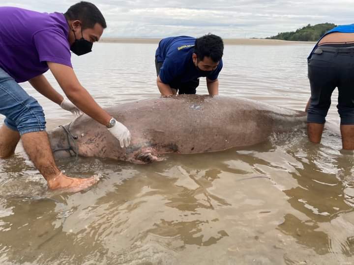 มทร.ศรีวิชัยตรังผ่าพิสูจน์ซากพะยูน​ หลังพบเกยตื้นตายที่ชายหาดตรัง