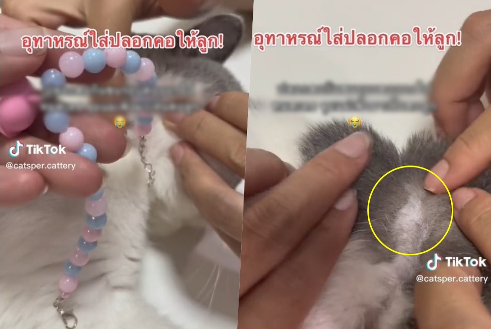 เตือนทาสแมว!! ใส่‘ปลอกคอลูกปัด’ ให้น้องเหมียว