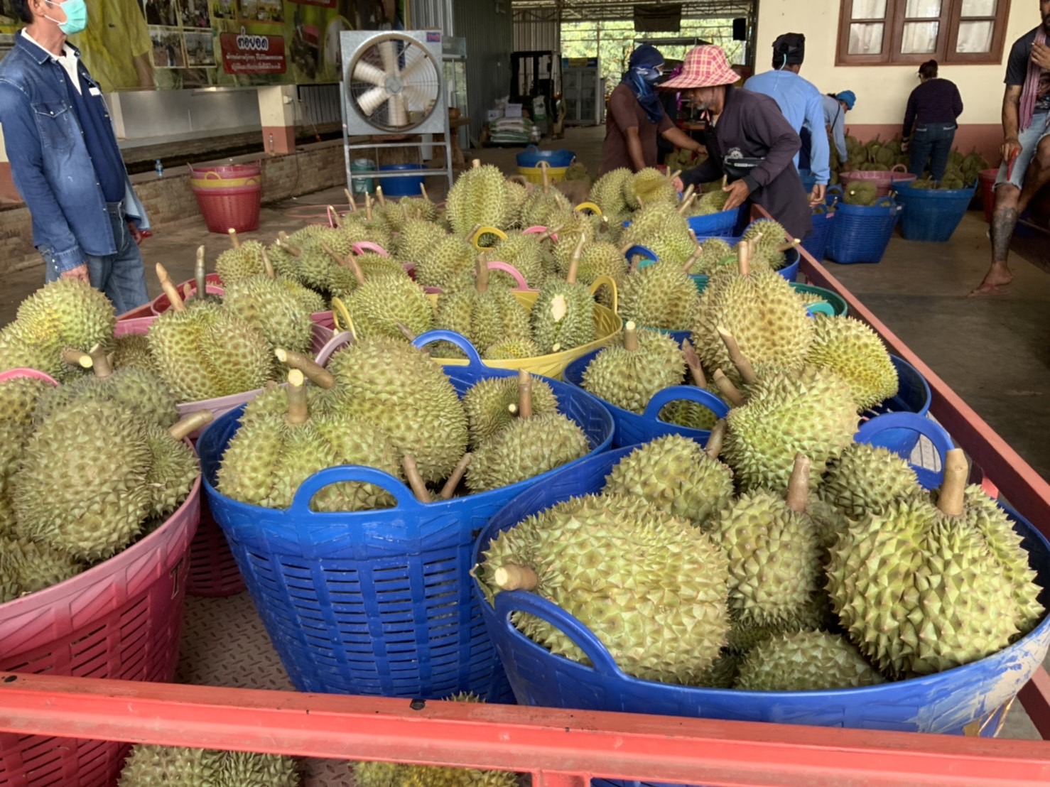 ทุเรียนตราดทรุดราคาตกเหลือ 100 บาท/กก.  หลังจีนปิดเมืองเหตุโควิดระบาดพ่อค้าหยุดซื้อ 
