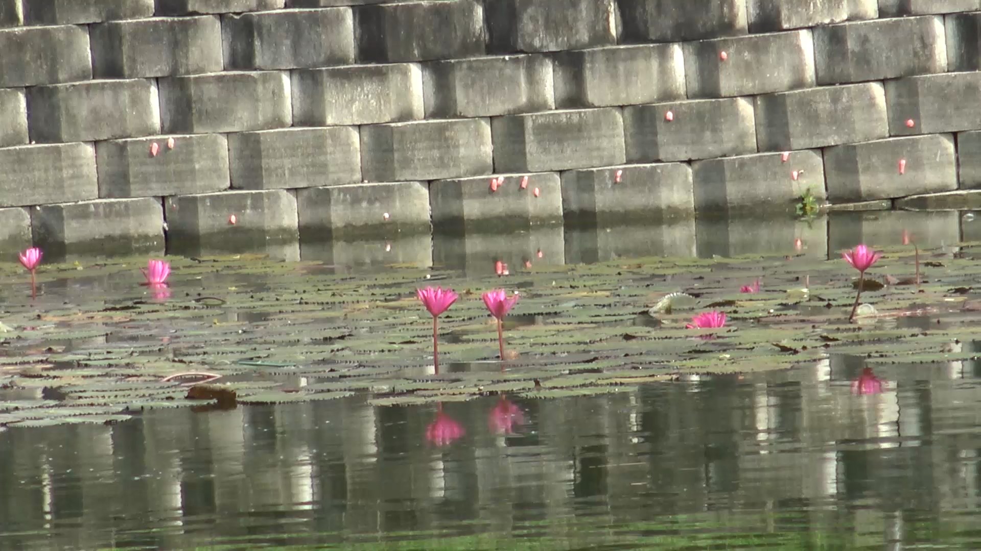 เทศบาลนครสงขลา เตรียมสถานที่จัดงานประเพณีลอยกระทง บริเวณสระบัว แหลมสมิหลา 