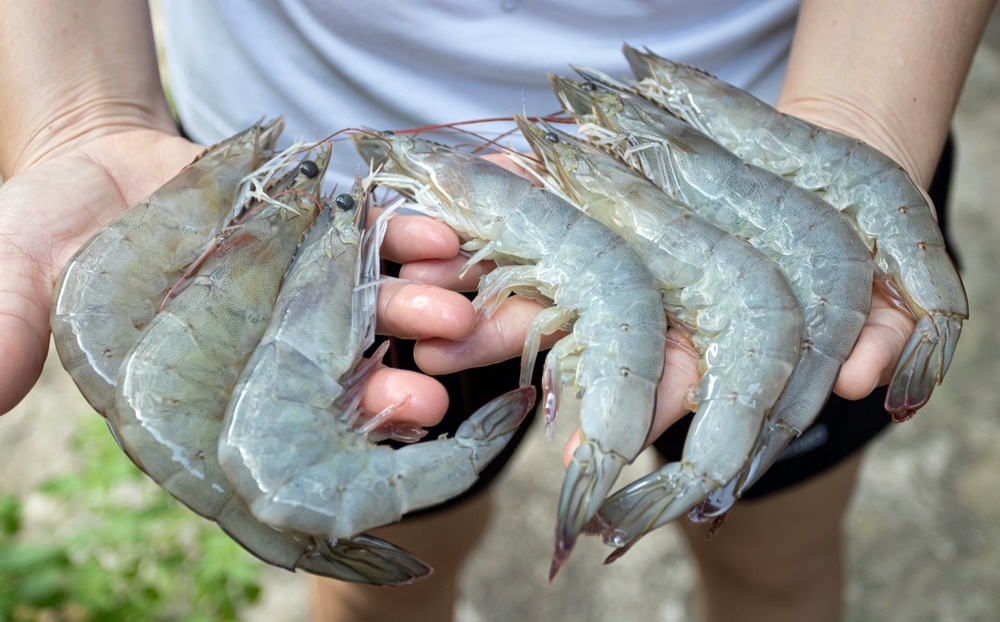 “กุ้งไทย” ต้องแข่งขันได้อีกครั้ง