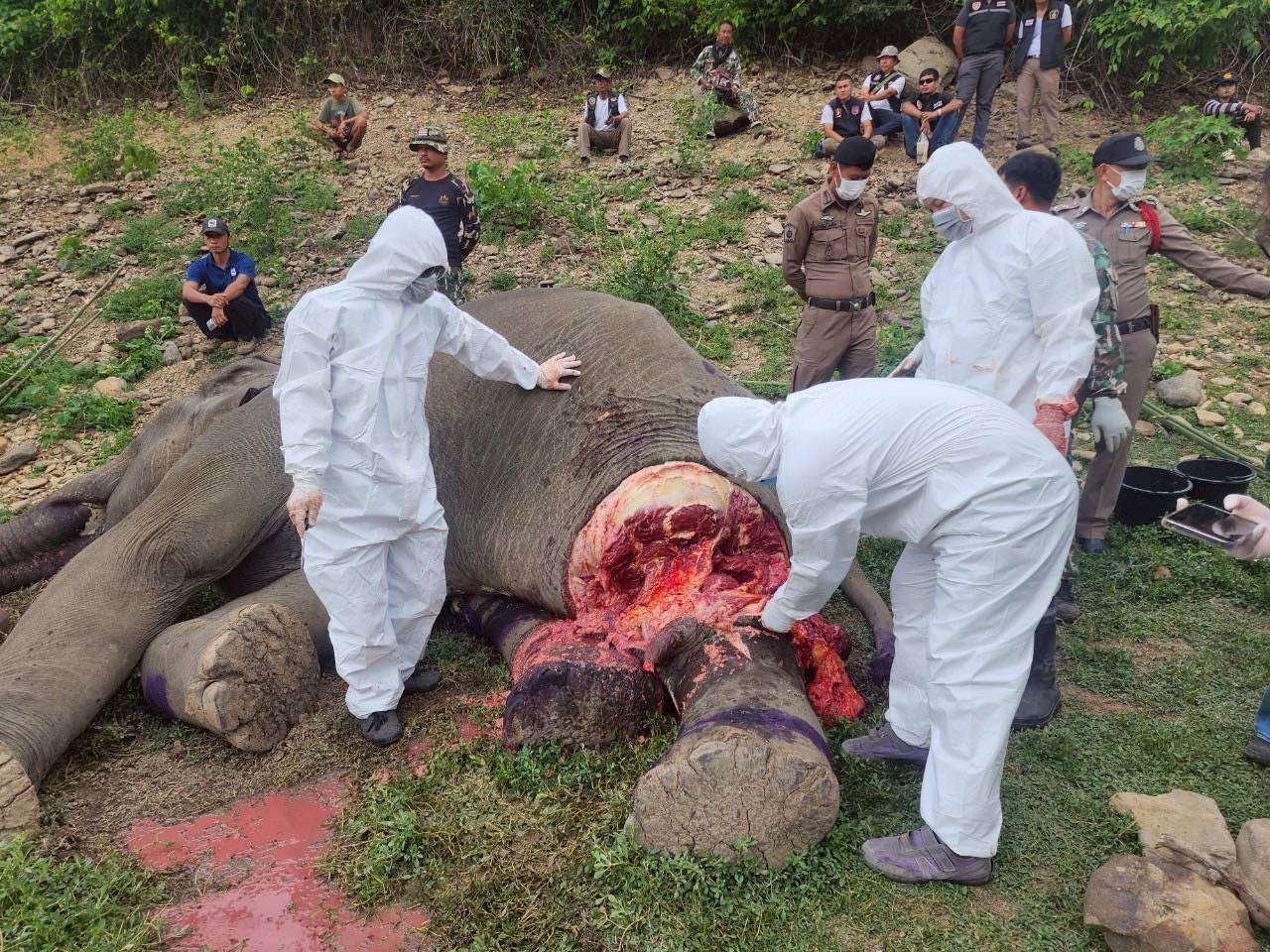 แสนเศร้า! สุดยื้อช้างป่ากุยบุรีอักเสบขาซ้ายบวมเสียชีวิตแล้ว หลังทีมแพทย์พยายามยื้อชีวิตรักษาอาการนานกว่า 3 วัน