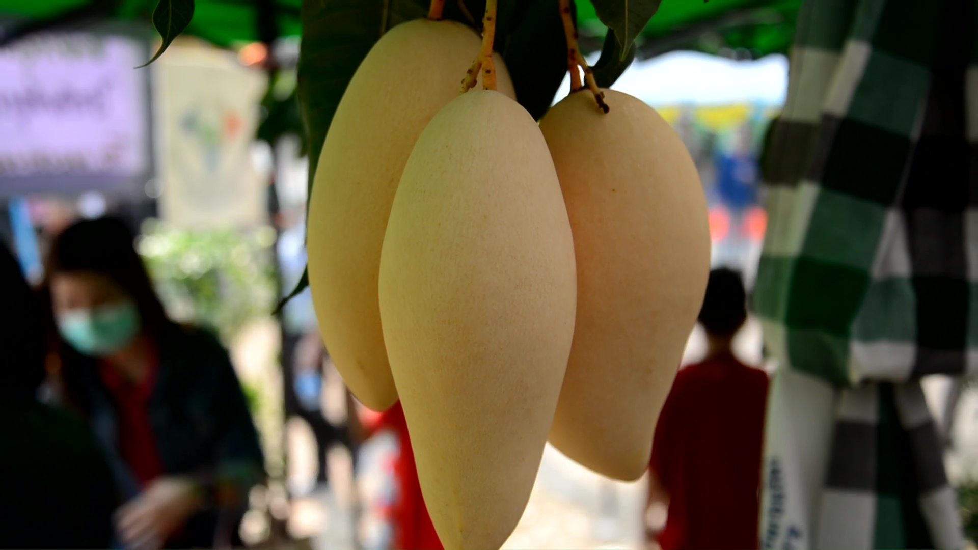 สุดคึกคัก!! เริ่มแล้วมะม่วงแฟร์ของดีอำเภอหนองวัวซอ อุดรธานี