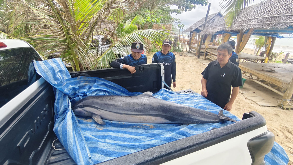 โลมาลายแถบหายาก เกยตื้นตายชายหาดบาสัก ตะกั่วป่า คาดป่วยอ่อนแรงก่อนคลื่นซัดขึ้นฝั่งเร่งหาสาเหตุ 